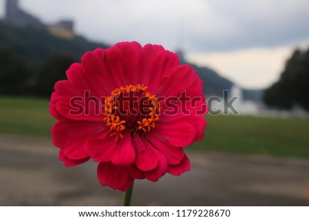 Lone Pink Flower