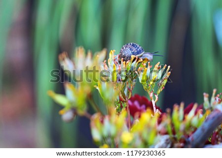 Garden snail among the yellow flowers and maroon leaves of the Kalanchoe Longiflora plant. Plant is native to South Africa. Picture taken in the Western Cape, South Africa.