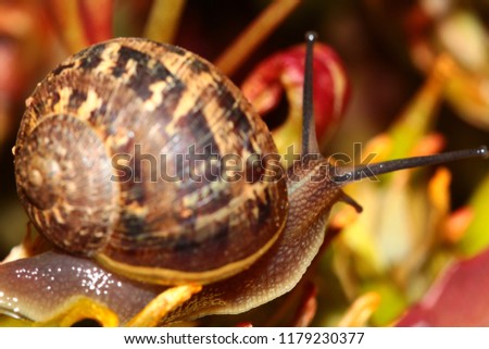 Garden snail among the yellow flowers and maroon leaves of the Kalanchoe Longiflora plant. Plant is native to South Africa. Picture taken in the Western Cape, South Africa.