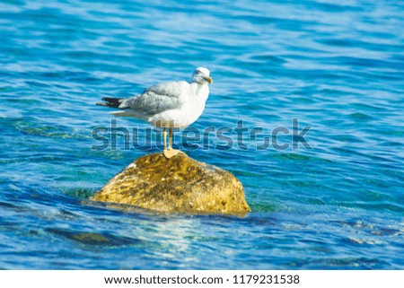 Seagull on a Rock in the Sea