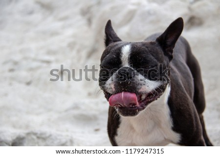 A funny dog in Ancona, Marche, Italy