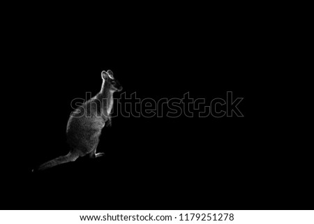 one kangaroo isolated on black background