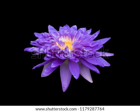 close up picture of violet lotus with black background
