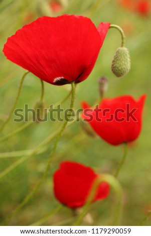 Wild poppies, a vertical picture