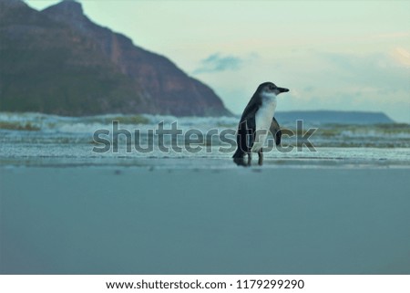 Lone Penguin on the beach