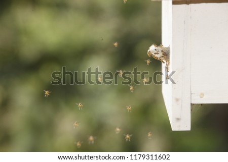 Picture of bee hive 