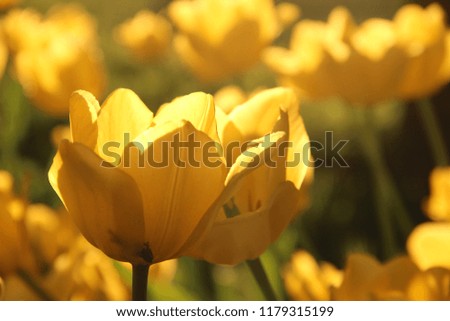 yellow tulips in sunlight during the Tulip festival on Elagin island in St. Petersburg in may 2018