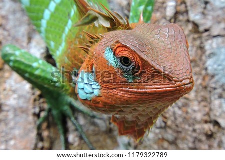Lizards are a widespread group of squamate reptiles. Common Green Forest Lizard face