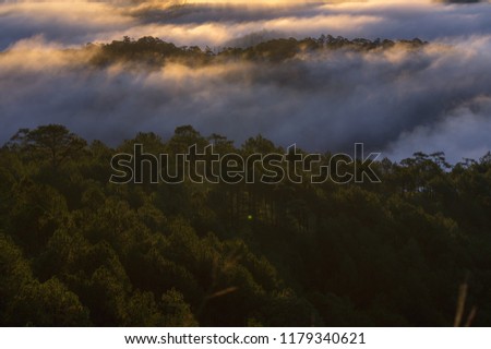 Backgroud with fog cover pine forest and magic of the light, sunrays, artwork done elaborately, landscape and nature, Picture use for printing, advertising, travel magazines and more.