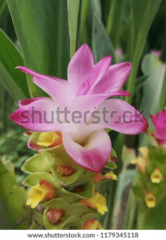Krachai flower pink beautiful isolated on a green background, top view