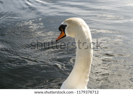 White swan floating tranquil over the water