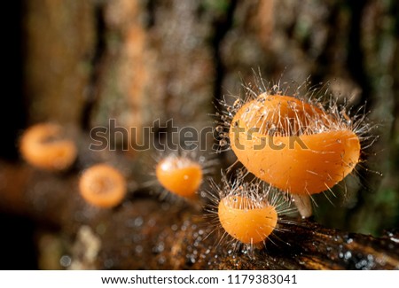 Macro picture of Cookeina Tricholoma ,fresh mushroom in the rain forest, on wet branch