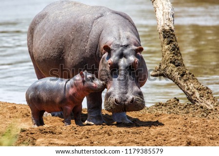 Hippo mother with her baby in the Masai Mara National Park in Kenya Royalty-Free Stock Photo #1179385579