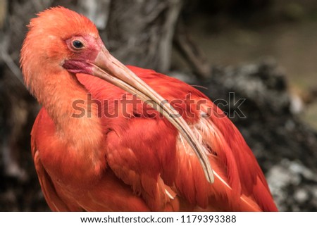 Scarlet Ibis (Eudocimus ruber) head and upper body portrait in a zoo enclosure.