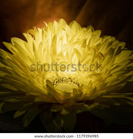 Brightly yellow gerbera flower on a dark background. Macro photo of a yellow flower on a brown background.