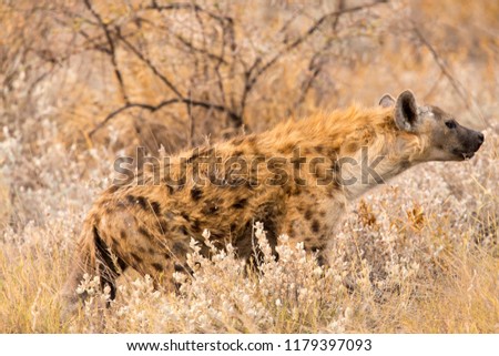 Spotted hyenas are some of the most ferocious and vicious animals wandering the savannah of Etosha National Park.