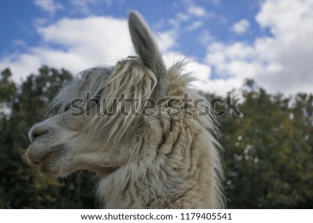 blue-eyed muzzle of alpaca with a bang like a rock star on the s