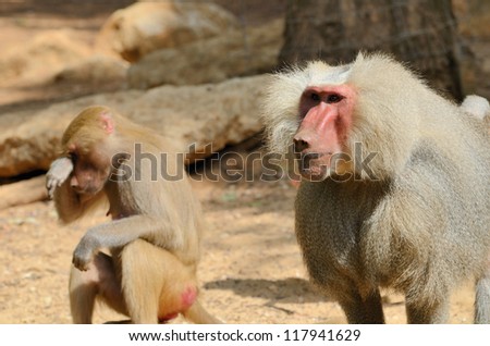 The hamadryas baboon (Papio hamadryas) is a species of baboon, being native to the Horn of Africa and the southwestern tip of the Arabian Peninsula.