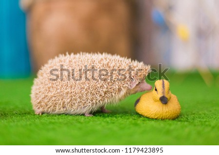 hedgehog albino plays with toys in easter decoration
