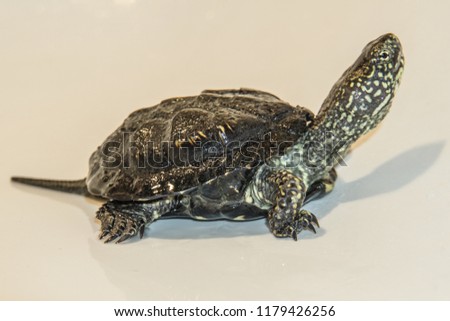 beautiful turtle on a light background