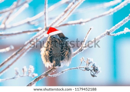 funny fluffy Sparrow in a festive red hat sitting on the branches covered with white fluffy frost in the Christmas Park