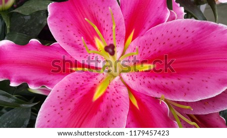 Pink and white colored lilium flowers background.