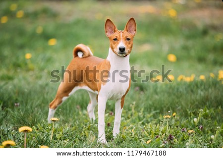 Basenji Kongo Terrier Dog. The Basenji Is A Breed Of Hunting Dog. It Was Bred From Stock That Originated In Central Africa. Royalty-Free Stock Photo #1179467188