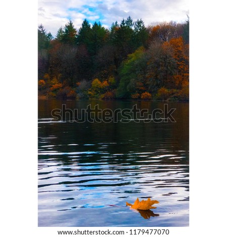 Fall leaves on the lake