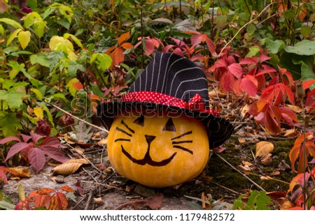 Funny Halloween pumpkin cat in hat on the grass in the 
garden