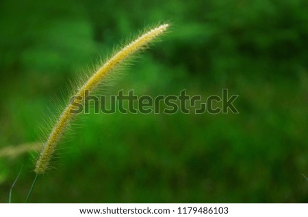 grass ilang ilang