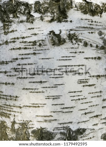 birch trunk close-up, bark texture
