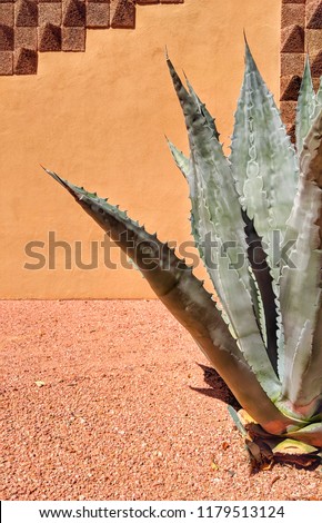 agave plant with orange stuccco adobe wall