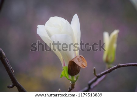 opening flower of the pink magnolia in the early spring. Covered with hairs of stucco magnolia. close up branch, outdoor.