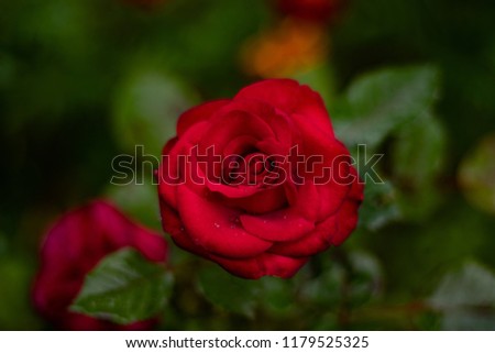 Single fresh red rose in green background