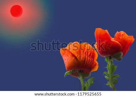 Dark blue background with poppies and sun.