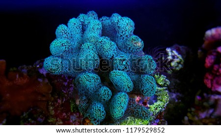 Stylophora colorful SPS coral in saltwater aquarium reef tank