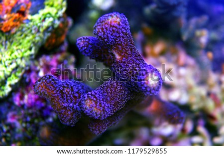 Stylophora colorful SPS coral in saltwater aquarium reef tank