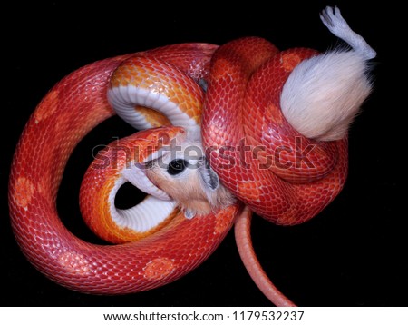 Corn snake (Pantherophis guttatus) eating a little Gerbil