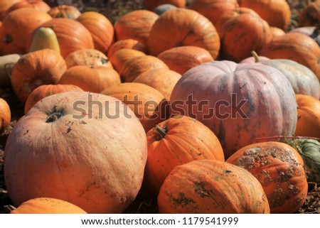 A large number of mature pumpkins lie on the ground, Large orange pumpkins.