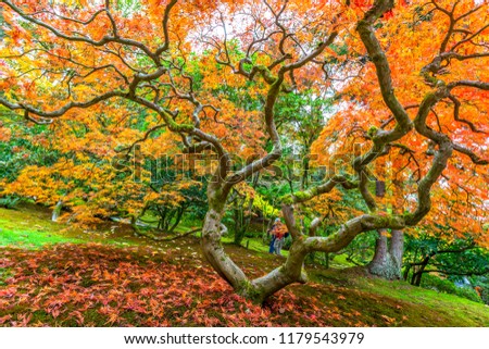 Japanese Garden in Autumn, Washington-USA