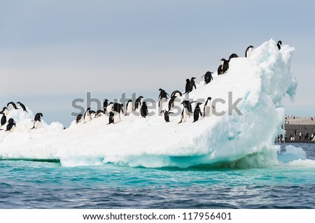 Adelie penguins colony on the iceberg Antarctica