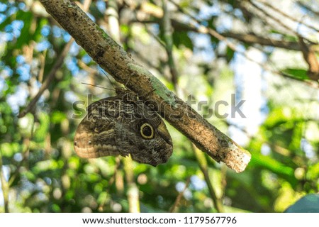 Wood butterfly on a tree branch in the jungle.