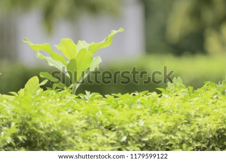 green leaf on green blur background.natural nature.fresh concept