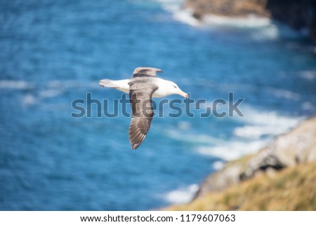 a sea gull is living in antarctica and is looking for some food