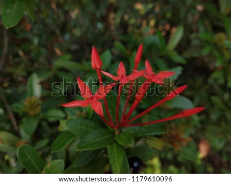 beautiful red flowers with green leaves background
