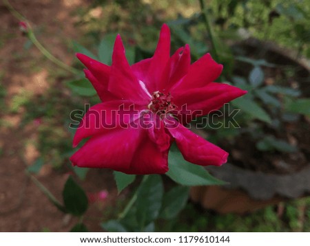 a pink rose flower on a sunny day with its shining colors