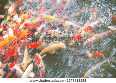blurred photo Background.Koi fish are swimming in the pond.