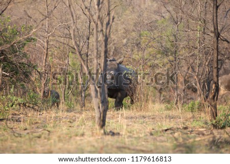 a rhino in africa is waking around and looking for food and water to drink