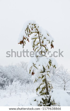 Trees fully covered by snow in winter day