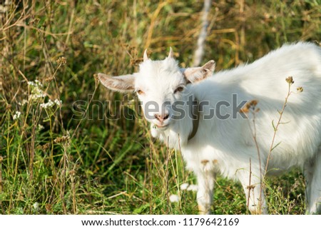 The picture of the goat. Goat grazing in the meadow.